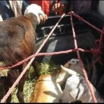 12666516_241663092832169_2092305411_n