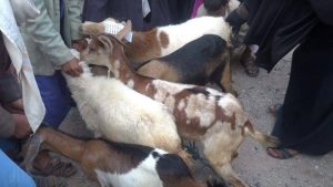 13091782_286839654981179_5664878_o