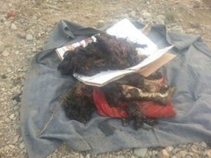 13267800_1536865853287119_3268650870297633236_n